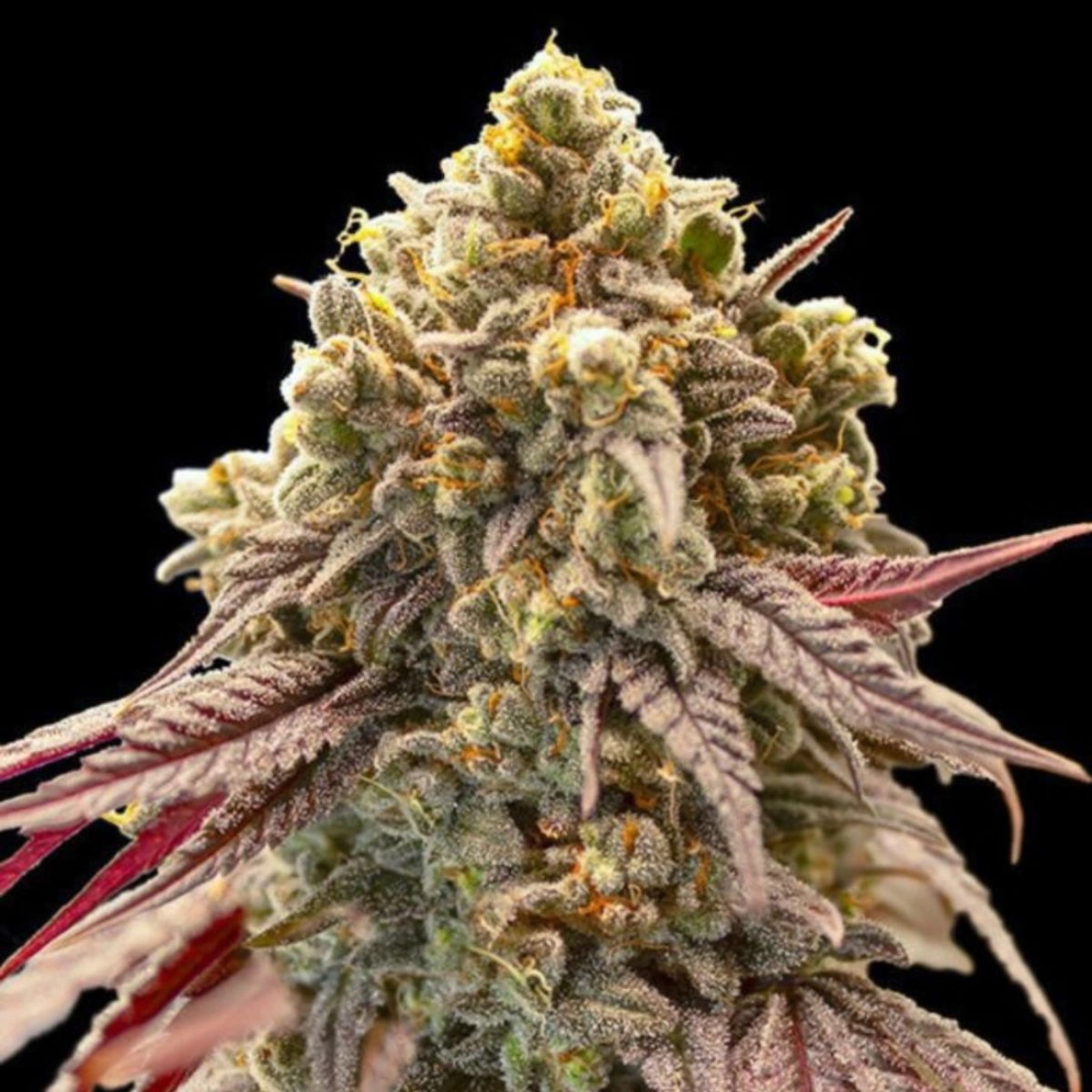 Auto Gelato Mint – 00 Seeds – Autoflowering