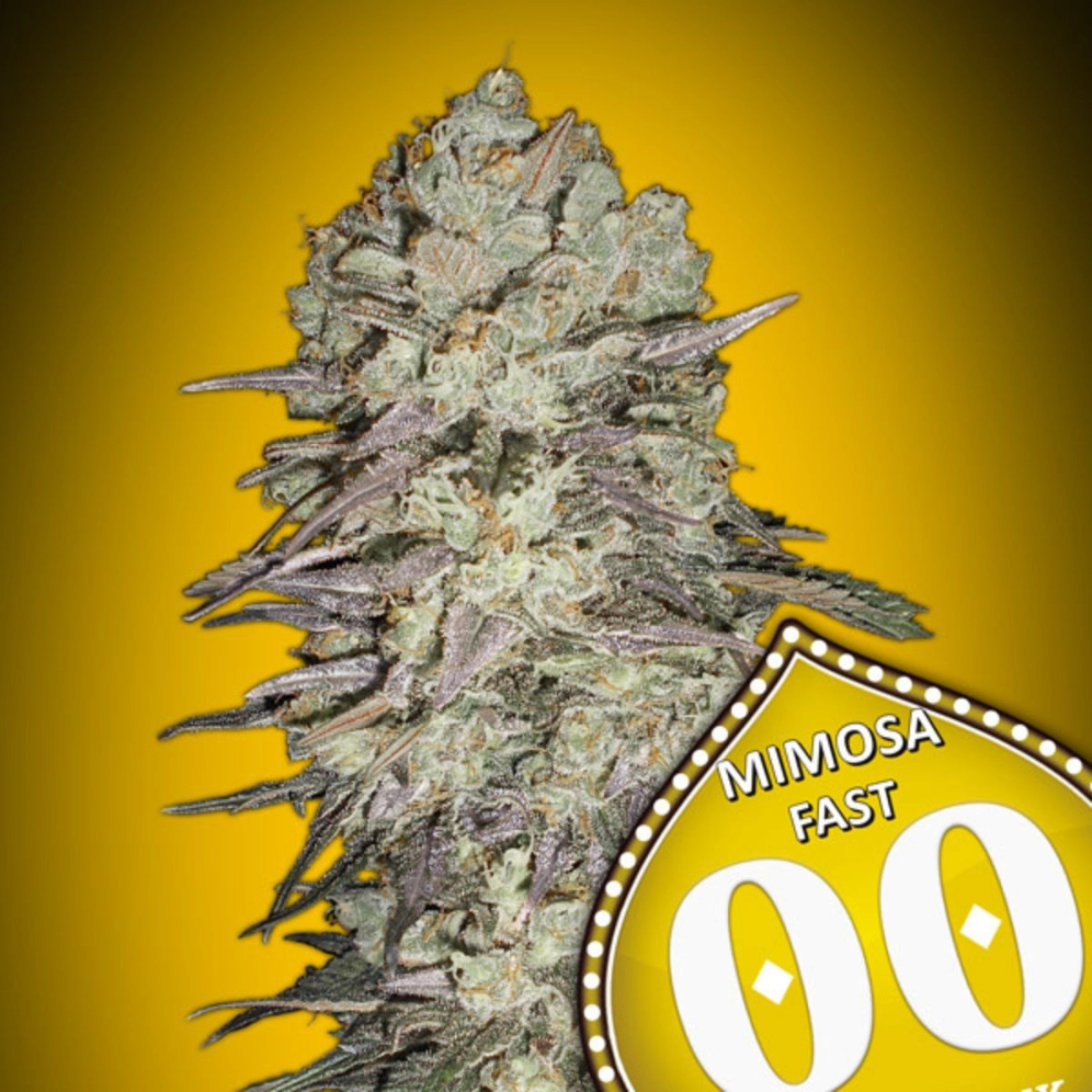 Mimosa Fast – 00 Seeds – Feminizowane