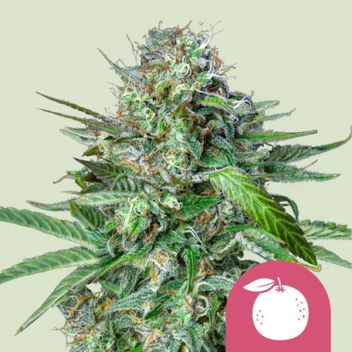 Tangie Feminized – Royal Queen Seeds – Feminizowane