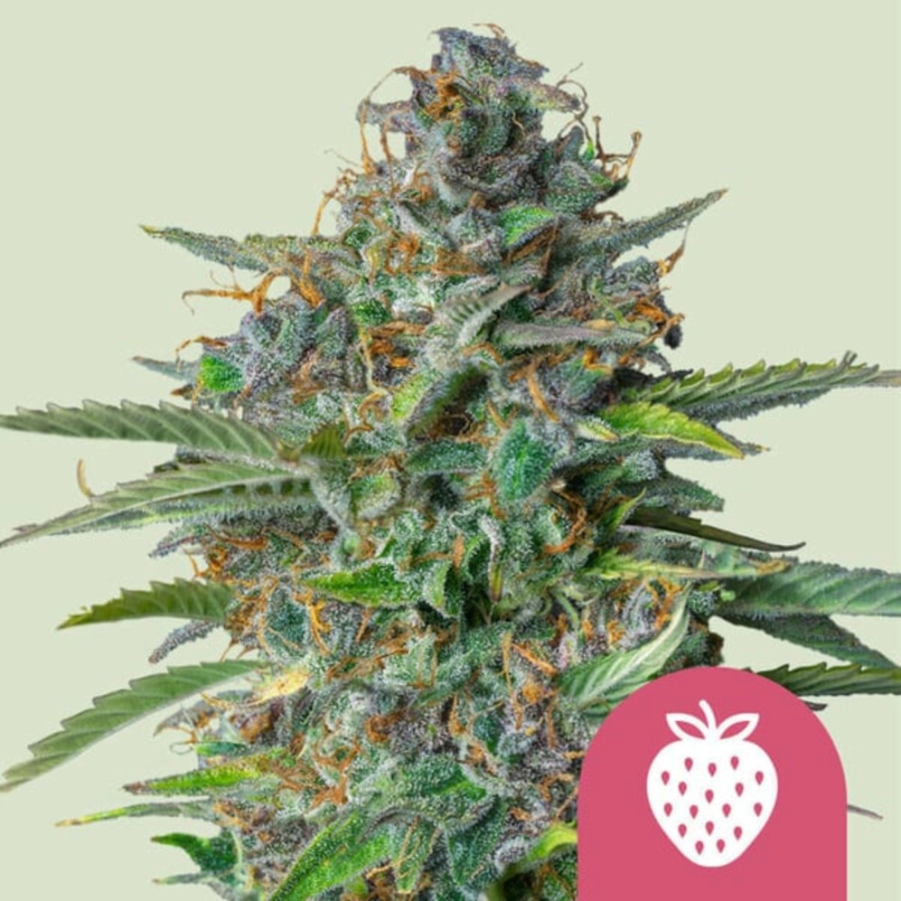 Strawberry Cough – Royal Queen Seeds – Feminizowane