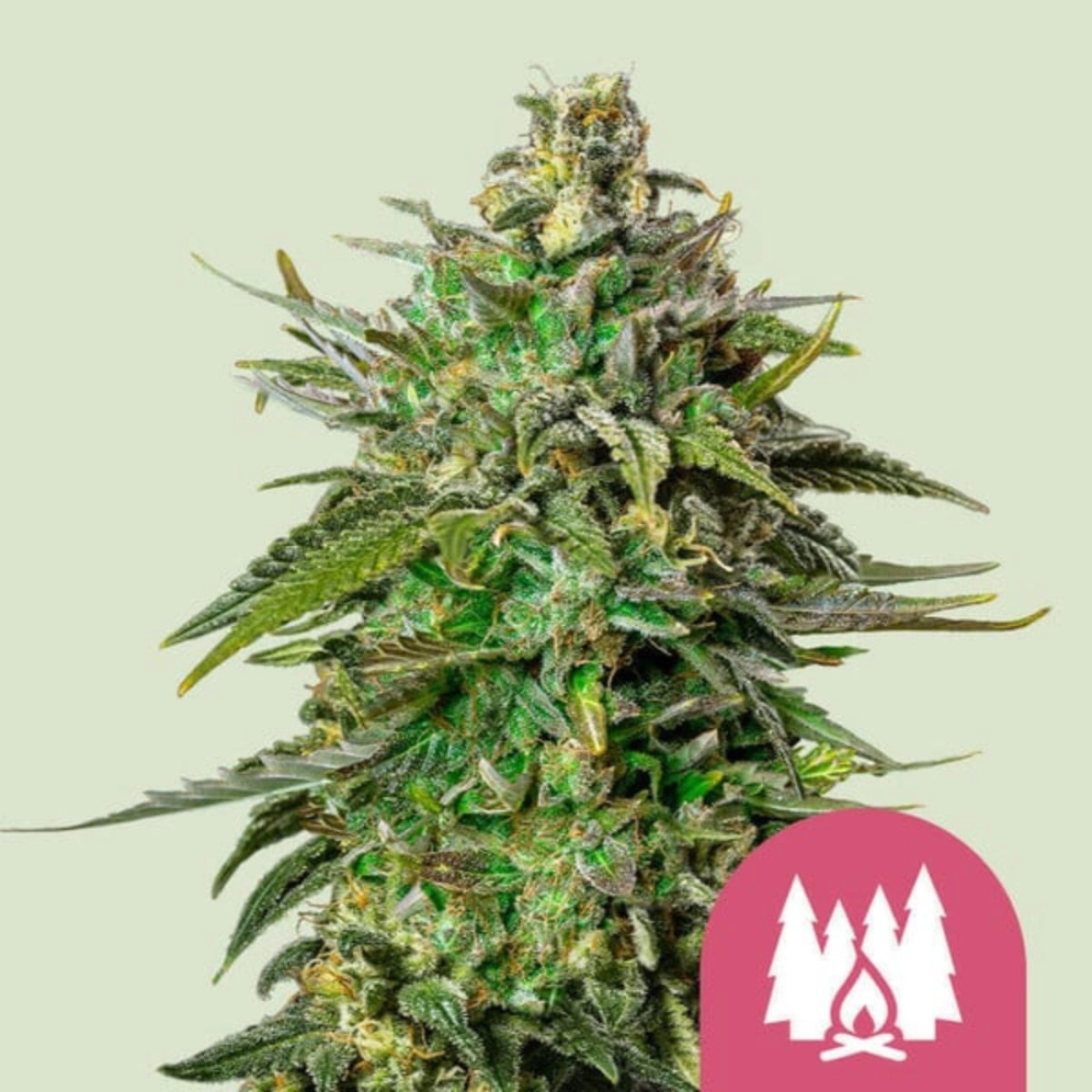 Alien OG – Royal Queen Seeds – Feminizowane