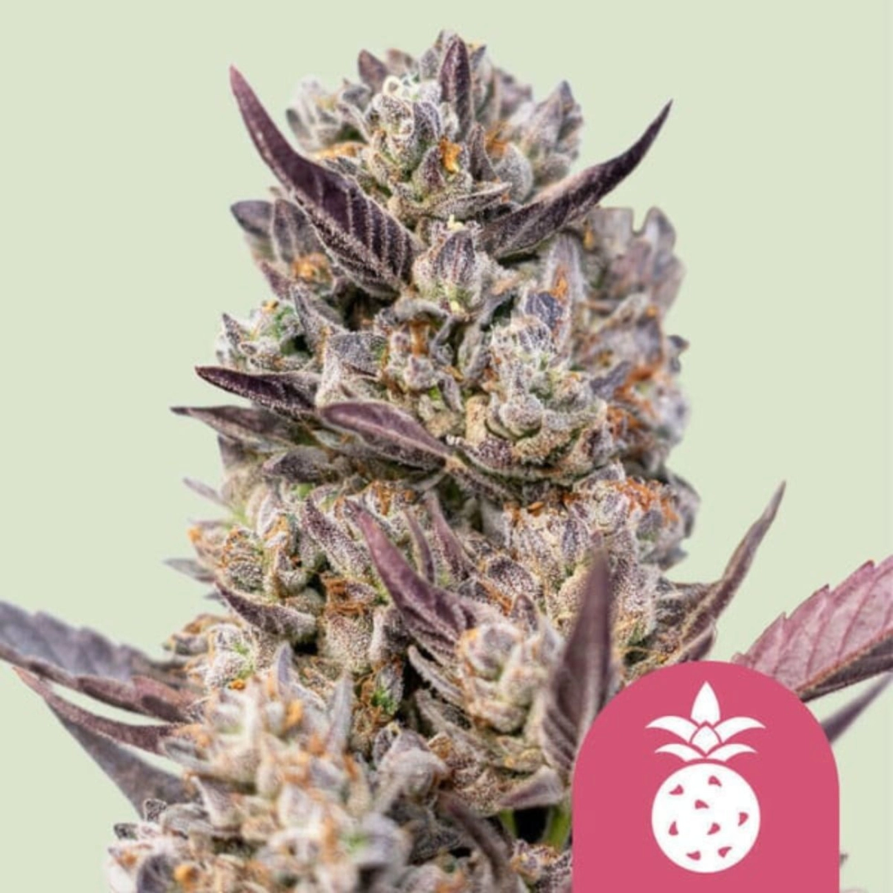 Tropicana Cookies Purple – Royal Queen Seeds – Feminizowane