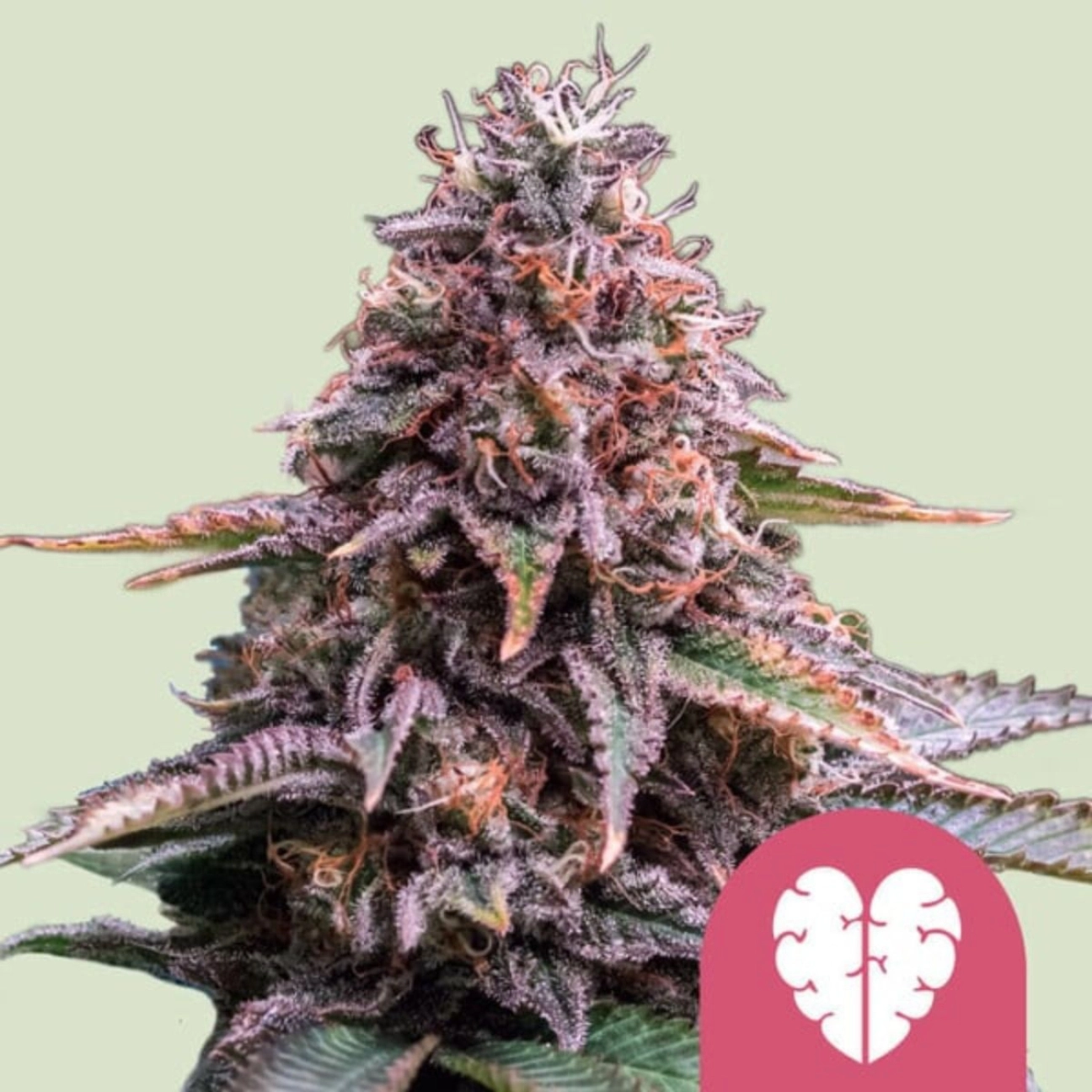 Pink Mist – Royal Queen Seeds – Feminizowane