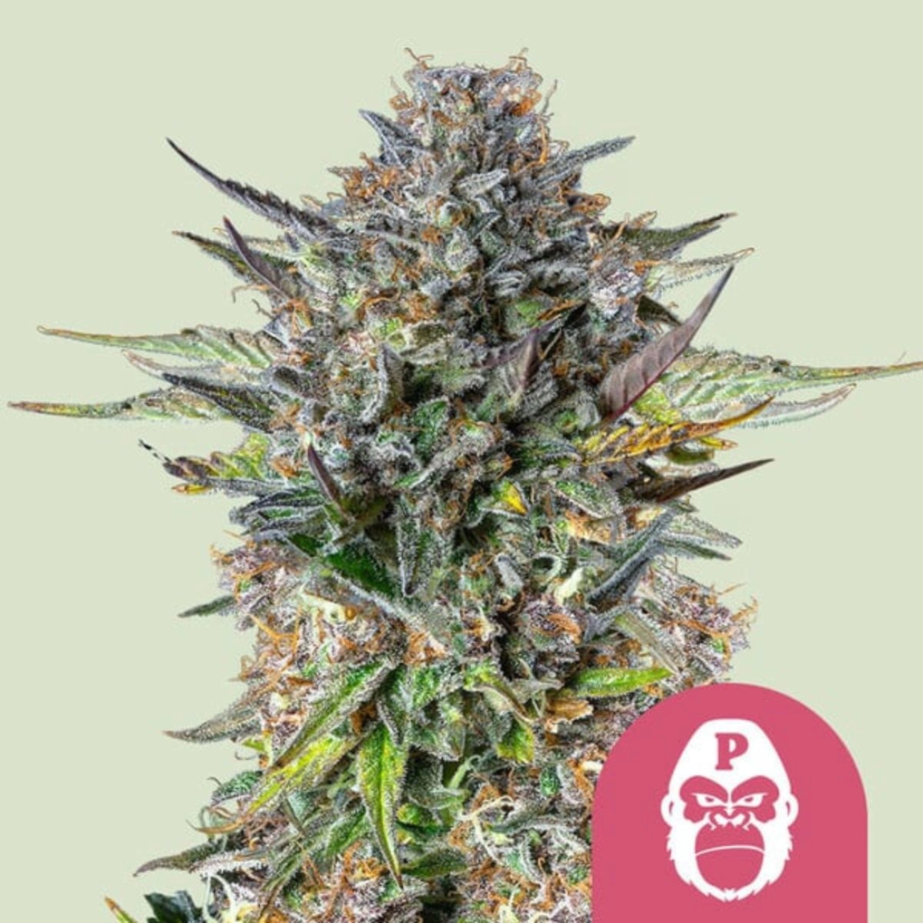 Pink Gorilla – Royal Queen Seeds – Feminizowane