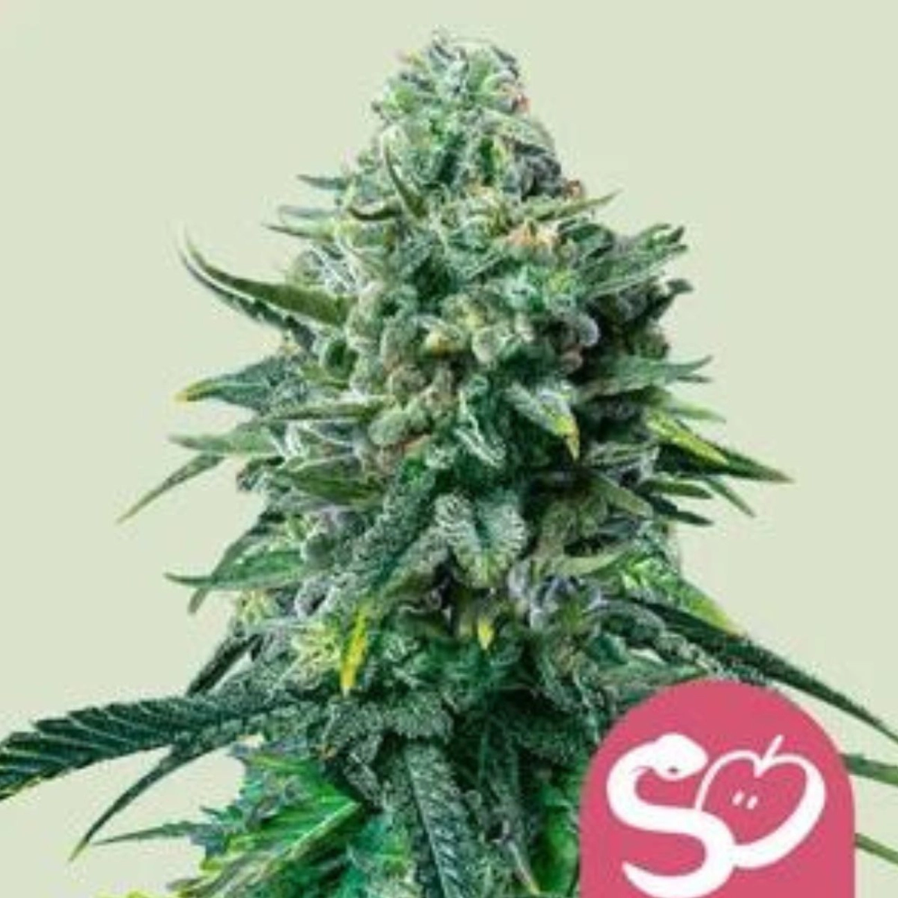 Forbidden Fruit – Royal Queen Seeds – Feminizowane