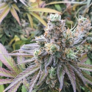 CBD Charlotte's Angel – Dutch Passion – Feminizowane – Product view 6
