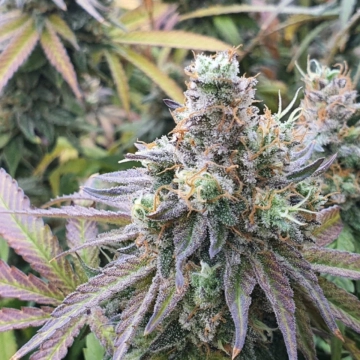 CBD Charlotte