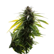 Sherbert 3n – Tyrol Seeds – Triploidalne