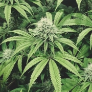 COOKIEZ – Tyrol Seeds – Triploidalne