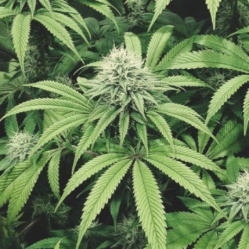 COOKIEZ Triploid cannabis flower bud by Tyrol Seeds