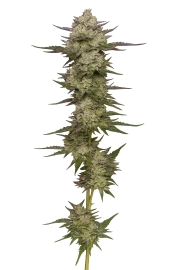 Donutz Triploid – Tyrol Seeds – Triploidalne