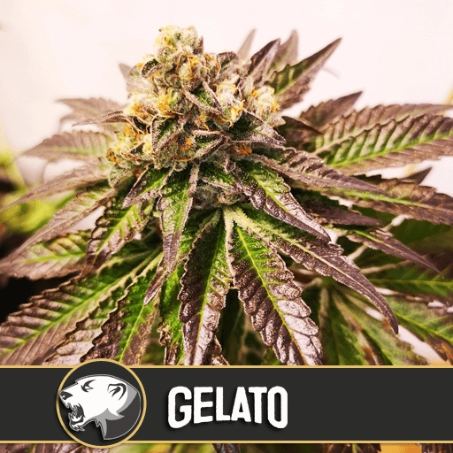 Gelato Feminized Seeds BlimBurn Seeds