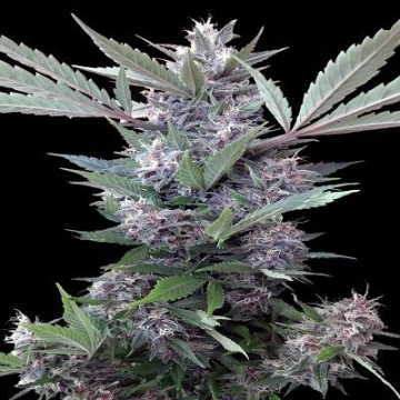 Bubba Kush X PCK Regular Seeds Ace Seeds