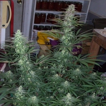 Green Mountain Grape Regular Seeds Ace Seeds