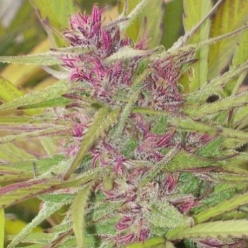 Purple Satellite Regular Seeds Ace Seeds