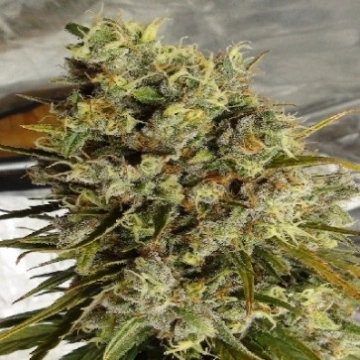 LIMITED EDITION C5 Haze X Kali China Feminized Seeds Ace Seeds