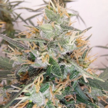LIMITED EDITION Panama A5 Haze Feminized Seeds Ace Seeds