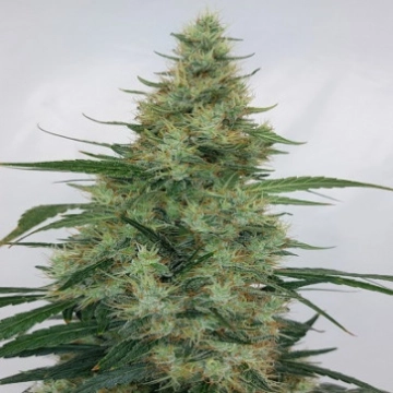 LIMITED EDITION Super Panama Haze Feminized Seeds Ace Seeds