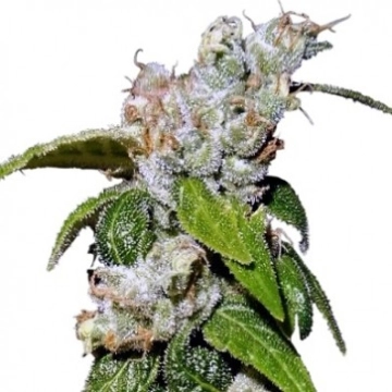 LIMITED EDITION Green Haze 19 A5 Feminized Seeds Ace Seeds