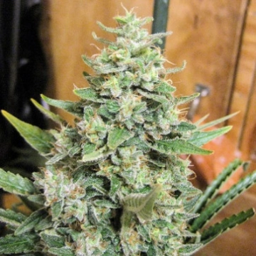 LIMITED EDITION Panama X Malawi Feminized Seeds Ace Seeds