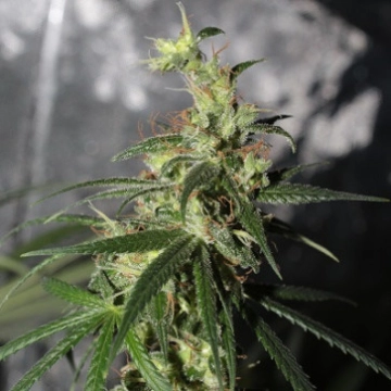 LIMITED EDITION Thai A5 Haze Feminized Seeds Ace Seeds