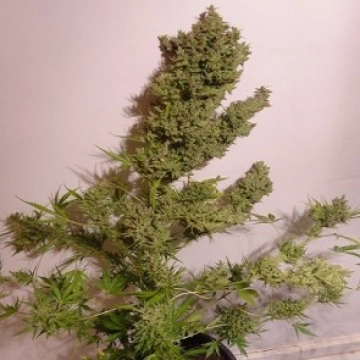 Malawi X NL Auto Auto Seeds Ace Seeds