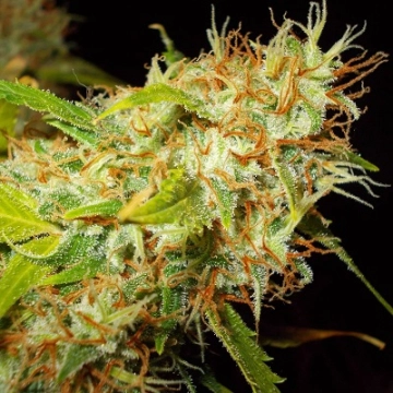 Zamaldelica Auto Auto Seeds Ace Seeds
