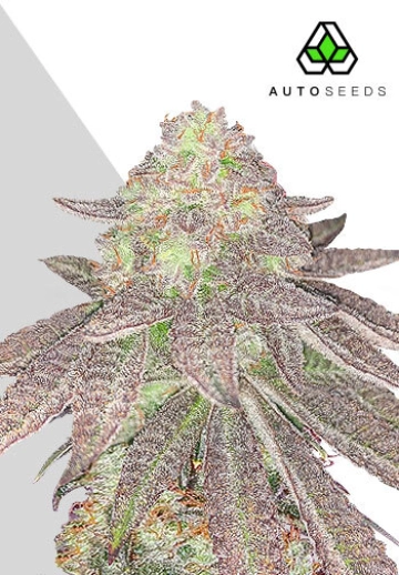 Rainbow Glue Auto Auto Seeds Auto Seeds