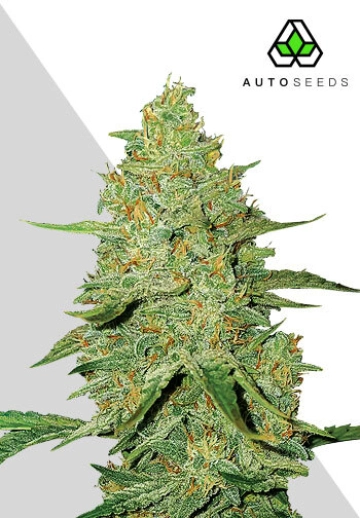 Acapulco Gold Auto Auto Seeds Auto Seeds