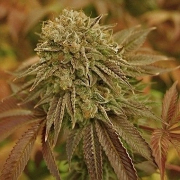 Automatic AK Female – Advanced Genetics Seeds – Autoflowering – Product view 3
