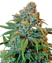 Automatic AK Female – Advanced Genetics Seeds – Autoflowering