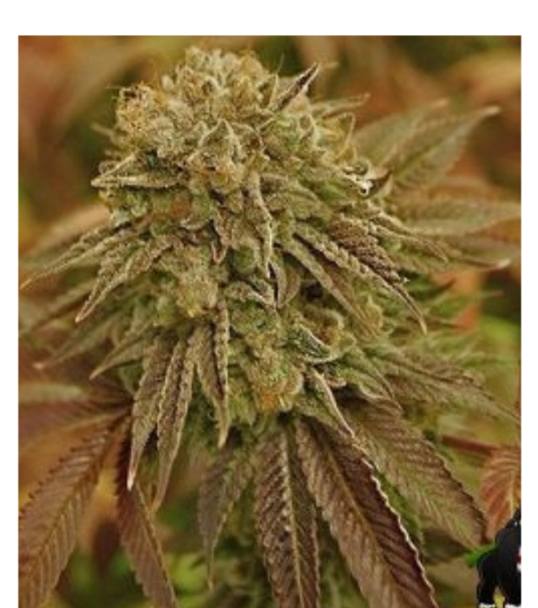Automatic AK Female – Advanced Genetics Seeds – Autoflowering – Product view 2