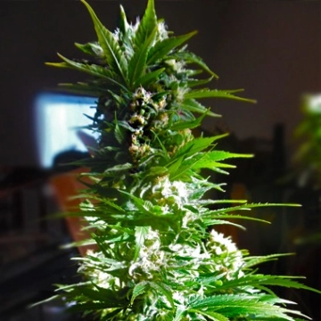CBD Mass – Advanced Genetics Seeds – Feminizowane