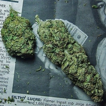 Ice Breaker – Advanced Genetics Seeds – Feminizowane