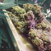 Northern High Lights Feminized cannabis flower bud by Advanced Genetics Seeds