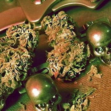 Pineapple Chunk – Advanced Genetics Seeds – Feminizowane