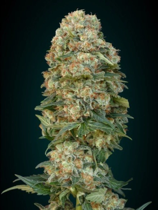 Afghan Skunk – Advanced Seeds – Feminizowane