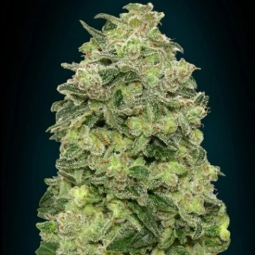 Auto Afghan Skunk – Advanced Seeds – Autoflowering