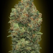 Auto Critical Soma Autoflowering cannabis flower bud by Advanced Seeds