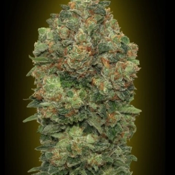 Auto Critical Soma Autoflowering cannabis flower bud by Advanced Seeds