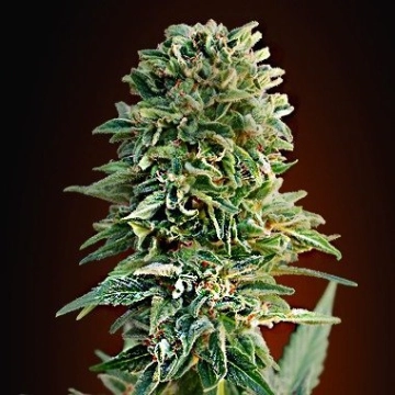 Auto Jack Herer Autoflowering cannabis flower bud by Advanced Seeds