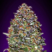 Auto NYC Diesel Autoflowering cannabis flower bud by Advanced Seeds