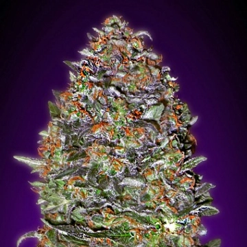 Auto NYC Diesel Autoflowering cannabis flower bud by Advanced Seeds