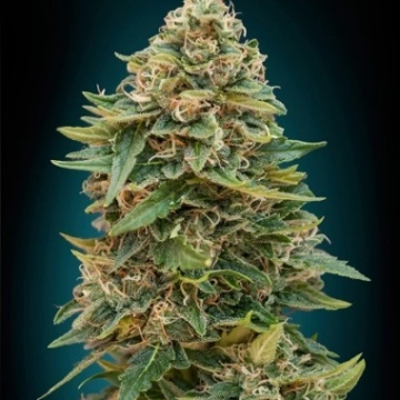 Auto Skunk 47 Autoflowering cannabis flower bud by Advanced Seeds