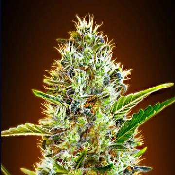 Auto Somango Autoflowering cannabis flower bud by Advanced Seeds