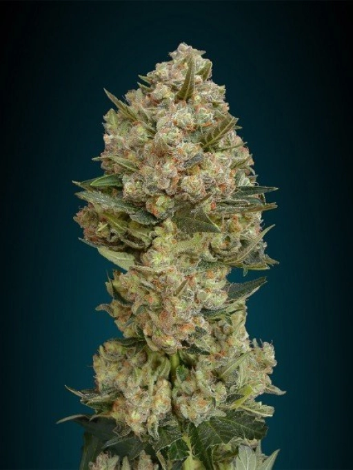 Critical – Advanced Seeds – Feminizowane