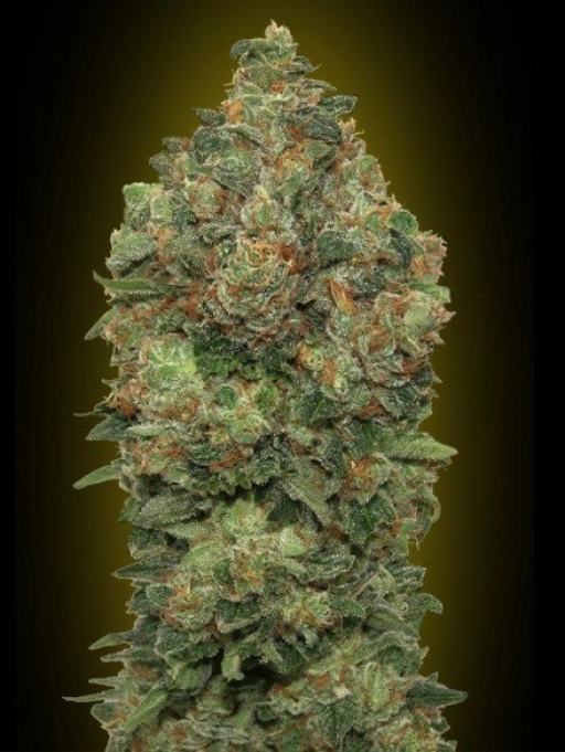 Critical Soma – Advanced Seeds – Feminizowane