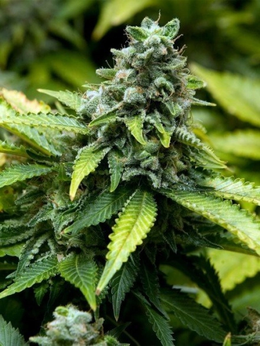 Early Widow – Advanced Seeds – Feminizowane