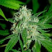 Haze Mist – Advanced Seeds – Feminizowane