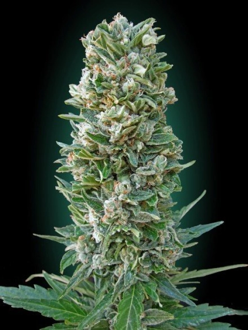 Heavy Bud – Advanced Seeds – Feminizowane